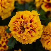 Hot Pak™ Fire French Marigold