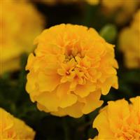 Hot Pak™ Gold French Marigold