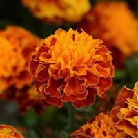 Hot Pak™ Harmony French Marigold