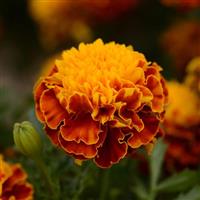 Hot Pak™ Spry French Marigold