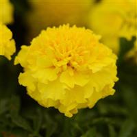 Hot Pak™ Yellow French Marigold