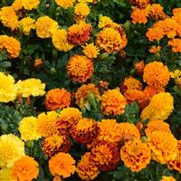 Hot Pak™ Mixture French Marigold