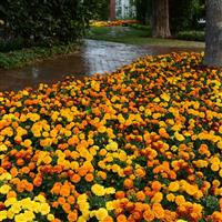 Hot Pak™ Mixture French Marigold