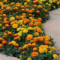Hot Pak™ Mixture French Marigold