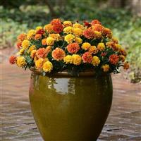Strawberry Blonde French Marigold