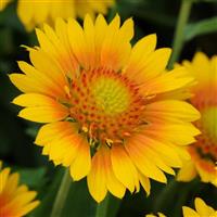 Gaillardia Mesa Peach