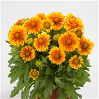 Gaillardia Mesa Peach