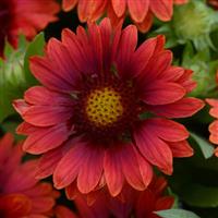 Gaillardia Mesa Red