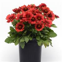 Gaillardia Mesa Red