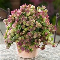 Ornamental Oregano Kirigami