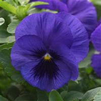 Top Wave™ Blue Blotch Spreading Pansy