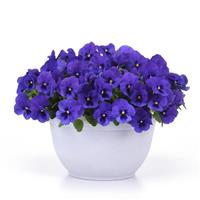 Top Wave™ Blue Blotch Spreading Pansy