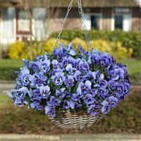 Top Wave™ Marina Spreading Pansy