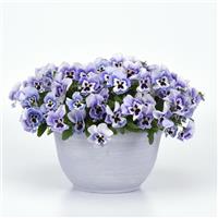 Top Wave™ Marina Spreading Pansy