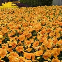 Top Wave™ Orange Spreading Pansy