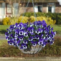Top Wave™ Purple White Spreading Pansy