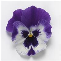 Top Wave™ Purple White Spreading Pansy