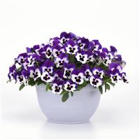 Top Wave™ Purple White Spreading Pansy