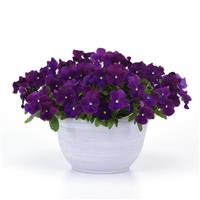 Top Wave™ Violet Spreading Pansy
