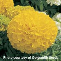 Antigua Gold African Marigold