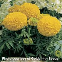 Antigua Gold African Marigold