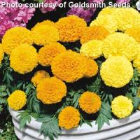 Antigua Mix African Marigold
