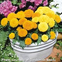 Antigua Mix African Marigold