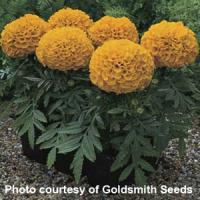 Antigua Orange African Marigold