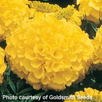 Antigua Primrose African Marigold