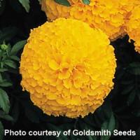 Inca I I Gold African Marigold