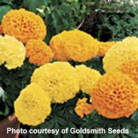 Inca I I Mix African Marigold