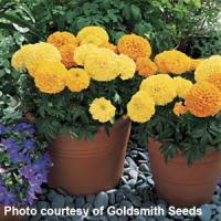 Inca I I Mix African Marigold