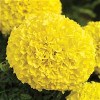 Perfection Yellow African Marigold