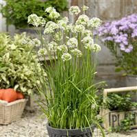 Allium Autumn Bee Attraction