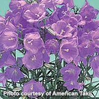 Campanula persicifolia Takion Blue