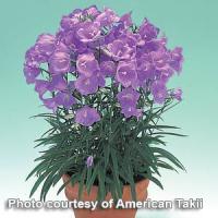 Campanula persicifolia Takion Blue
