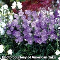 Campanula persicifolia Takion Blue
