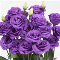 Rosita 3 Bright Blue Cut Flower Lisianthus