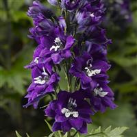 Delphinium Delphina Dark Blue White Bee
