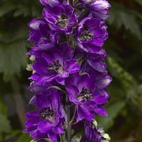 Delphinium Delphina Dark Blue Black Bee
