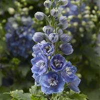 Delphinium Delphina Light Blue White Bee