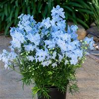 Delphinium Hunky Dory Sky Blue