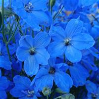Delphinium Cheer Blue