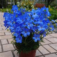 Delphinium Cheer Blue