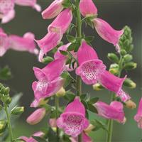 Digitalis Hanabee Rose