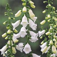 Digitalis Hanabee White