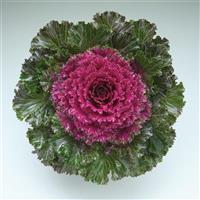 Crystal Red Flowering Kale