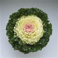 Crystal Snow Flowering Kale