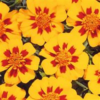 Disco Granada French Marigold