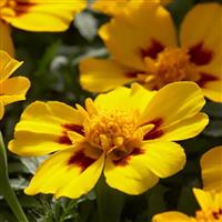 Disco Marietta French Marigold